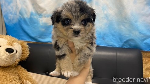 成約済の兵庫県のポメチワ:ポメラニアン×チワワ-348628の2枚目